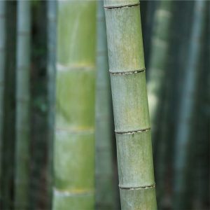 BAMBOO